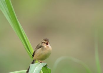 7 Surprising Benefits of Moringa Leaf Extract You Must Know