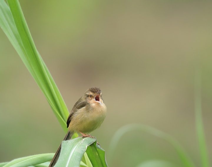 7 Surprising Benefits of Moringa Leaf Extract You Must Know