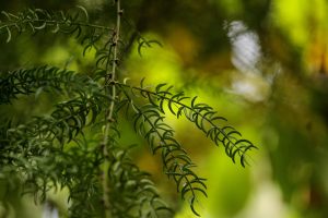 7 Surprising Benefits of Moringa in Ayurveda