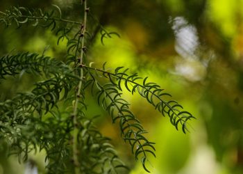 7 Surprising Benefits of Moringa in Ayurveda