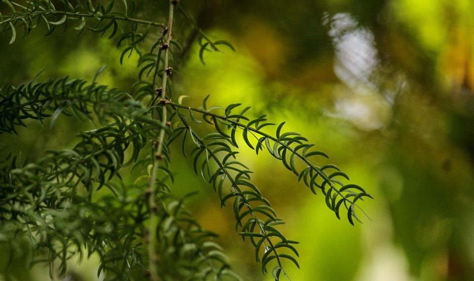 7 Surprising Benefits of Moringa in Ayurveda