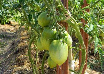 7 Surprising Benefits of NMN for Your Health