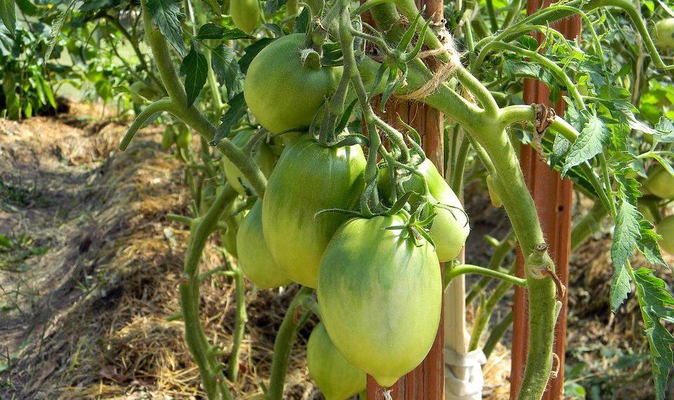 7 Surprising Benefits of NMN for Your Health