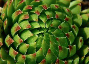 7 Surprising Benefits of Omega-3 Fatty Acids You Need to Know