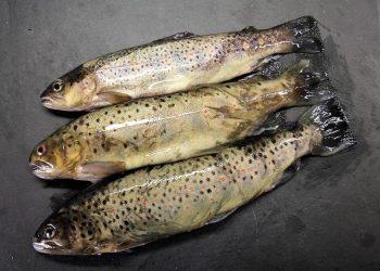 7 Surprising Benefits of Omega-3 for Your Health