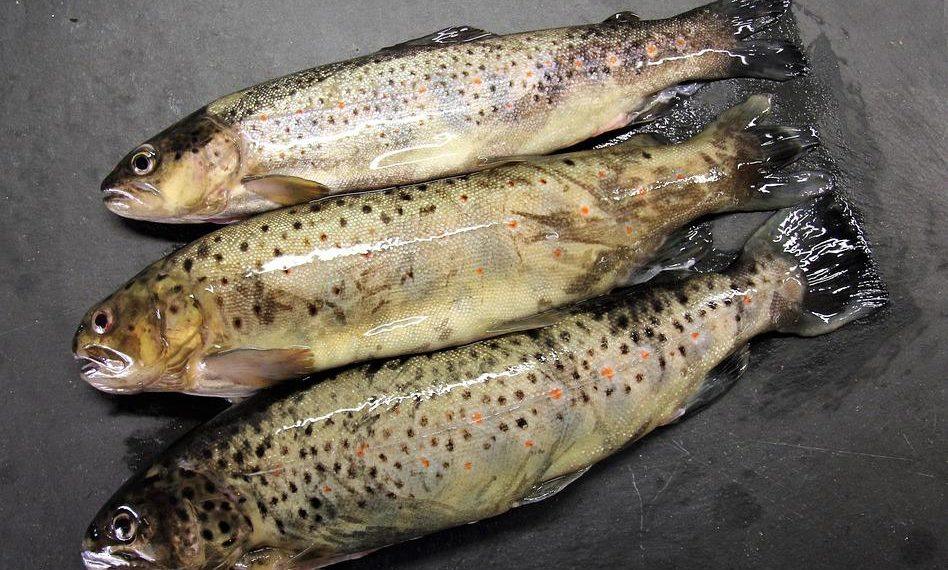 7 Surprising Benefits of Omega-3 for Your Health