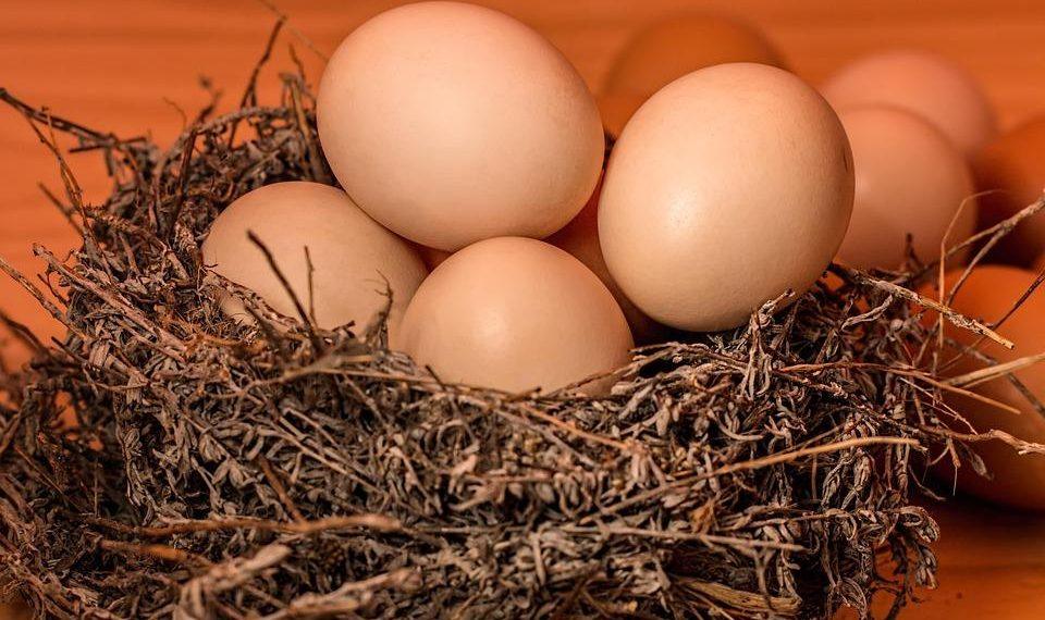 7 Surprising Benefits of Organic Moringa You Must Know