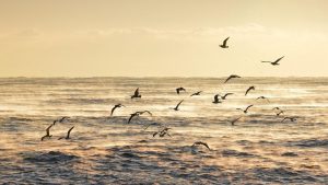 7 Surprising Benefits of Type I Collagen You Need to Know