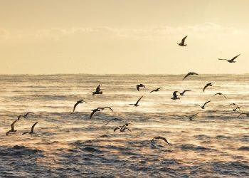 7 Surprising Benefits of Type I Collagen You Need to Know