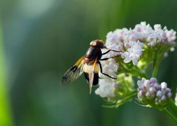 7 Surprising Benefits of Valerian Root for Anxiety Relief