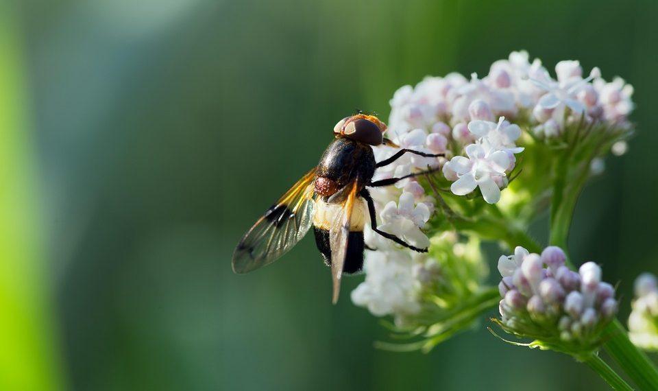7 Surprising Benefits of Valerian Root for Anxiety Relief