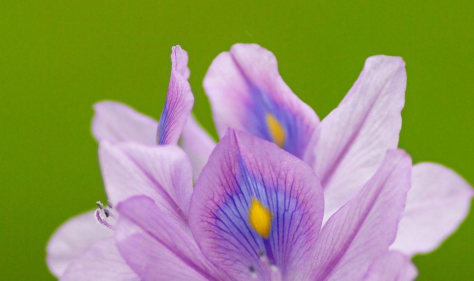 7 Surprising Benefits of a Plant-Based Diet