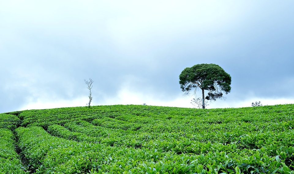 7 Surprising Green Tea Benefits for Your Health Today