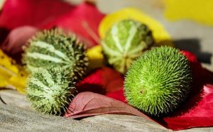 7 Surprising Ways Moringa Boosts Your Metabolism Fast!