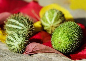 7 Surprising Ways Moringa Boosts Your Metabolism Fast!