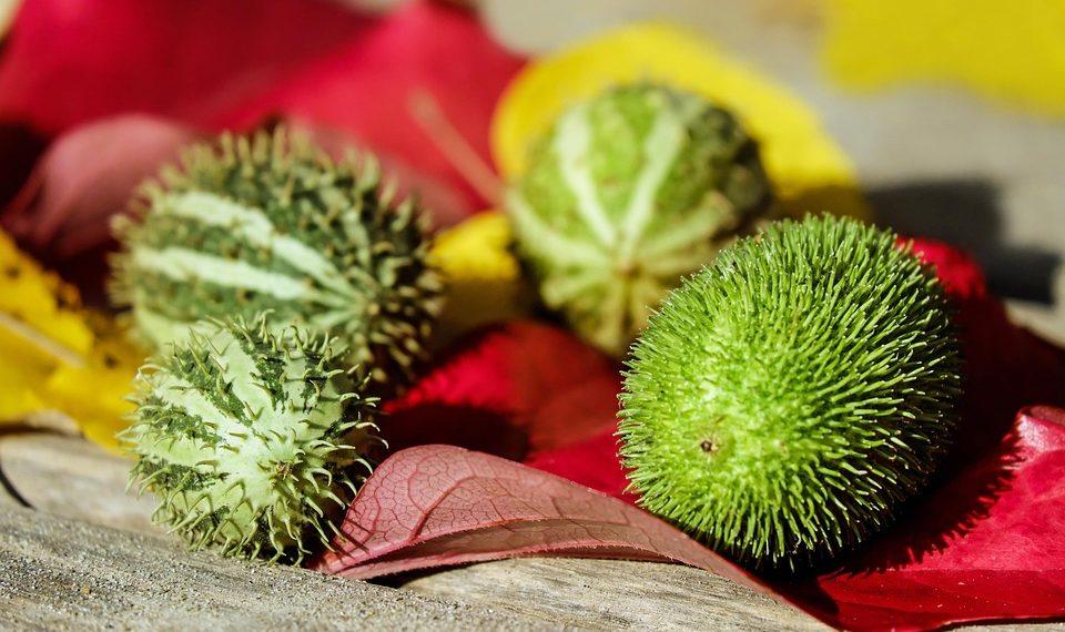 7 Surprising Ways Moringa Boosts Your Metabolism Fast!