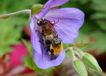 7 Surprising Ways Moringa Boosts Your Sexual Health