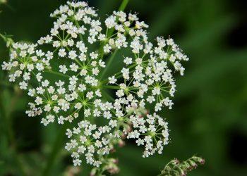 7 Ways Bacopa Monnieri Boosts Your Memory Fast