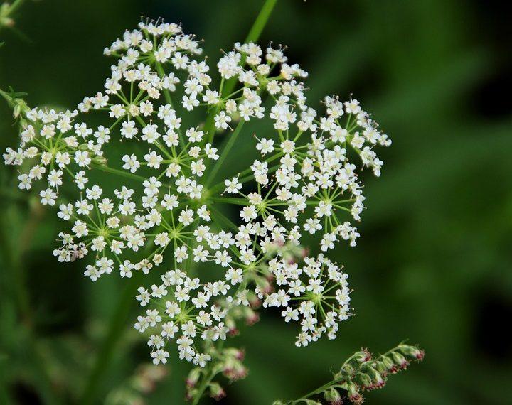 7 Ways Bacopa Monnieri Boosts Your Memory Fast
