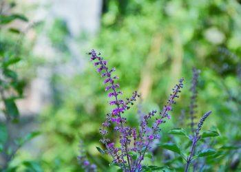 7 Ways Holy Basil Eases Stress Naturally