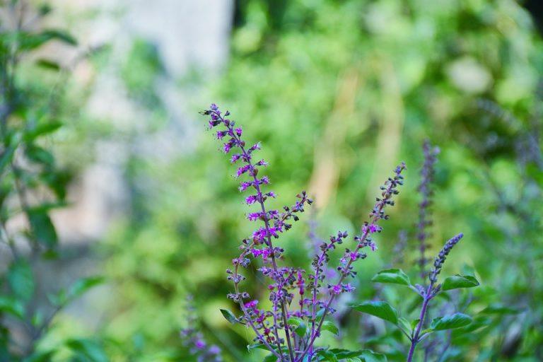 7 Ways Holy Basil Eases Stress Naturally