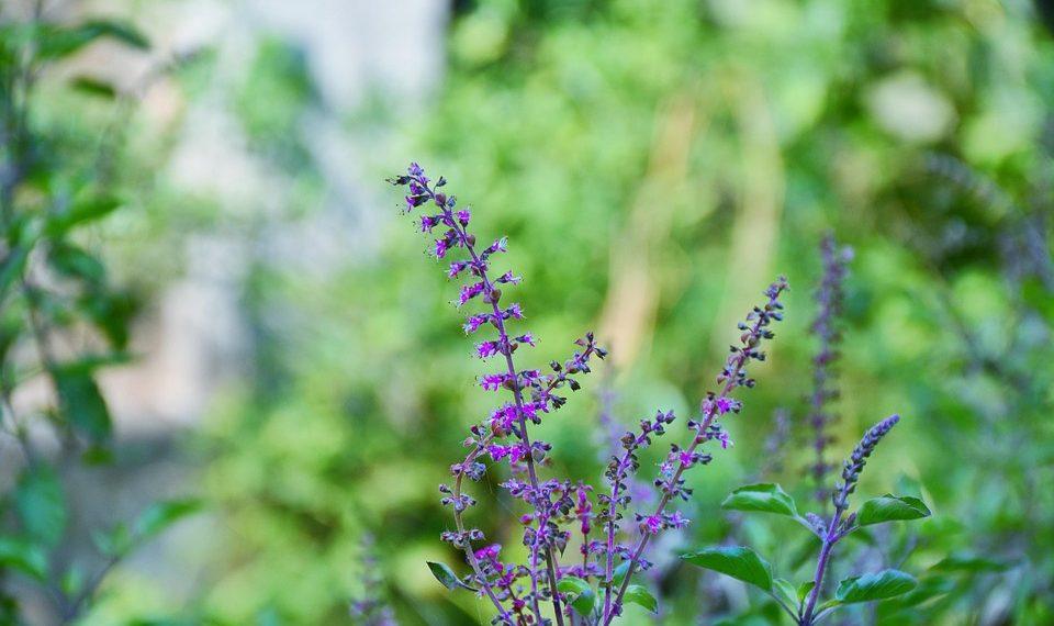 7 Ways Holy Basil Eases Stress Naturally