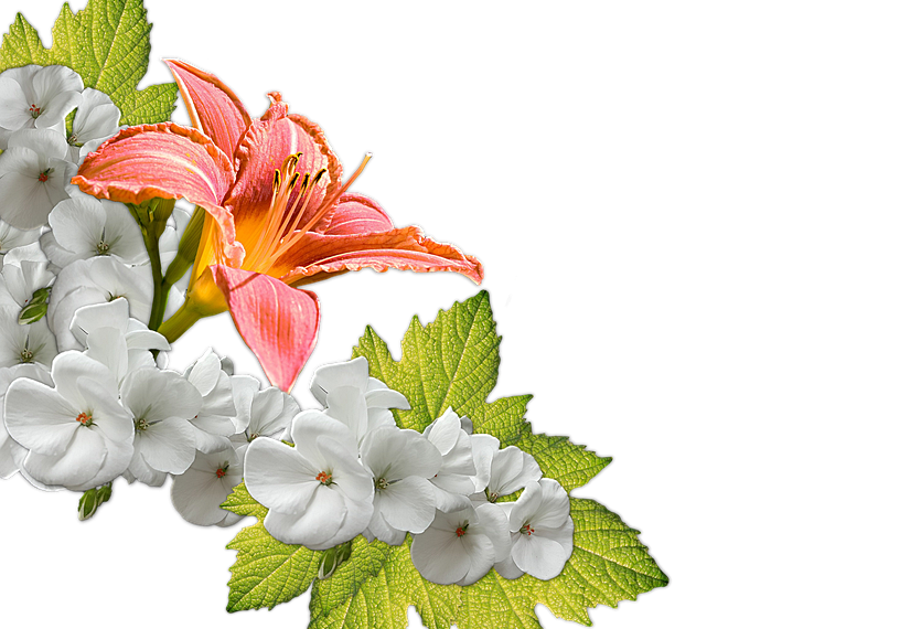 7 Ways Moringa Boosts Your Digestion Naturally!