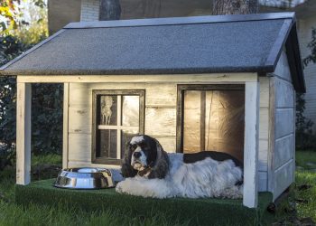 7 Ways Moringa Boosts Your Digestive Health Naturally