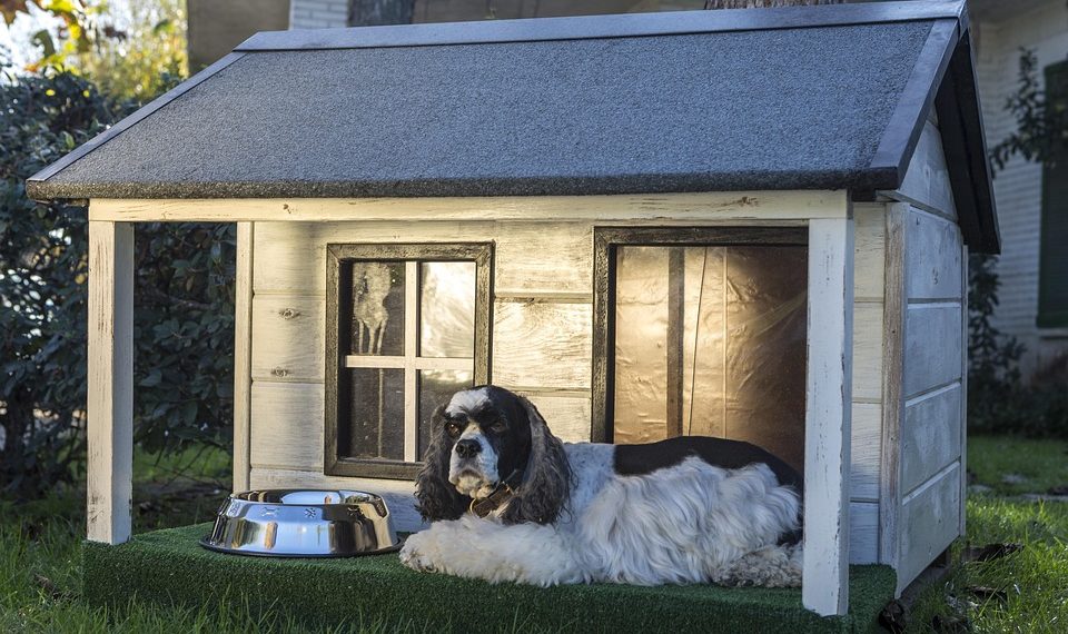 7 Ways Moringa Boosts Your Digestive Health Naturally