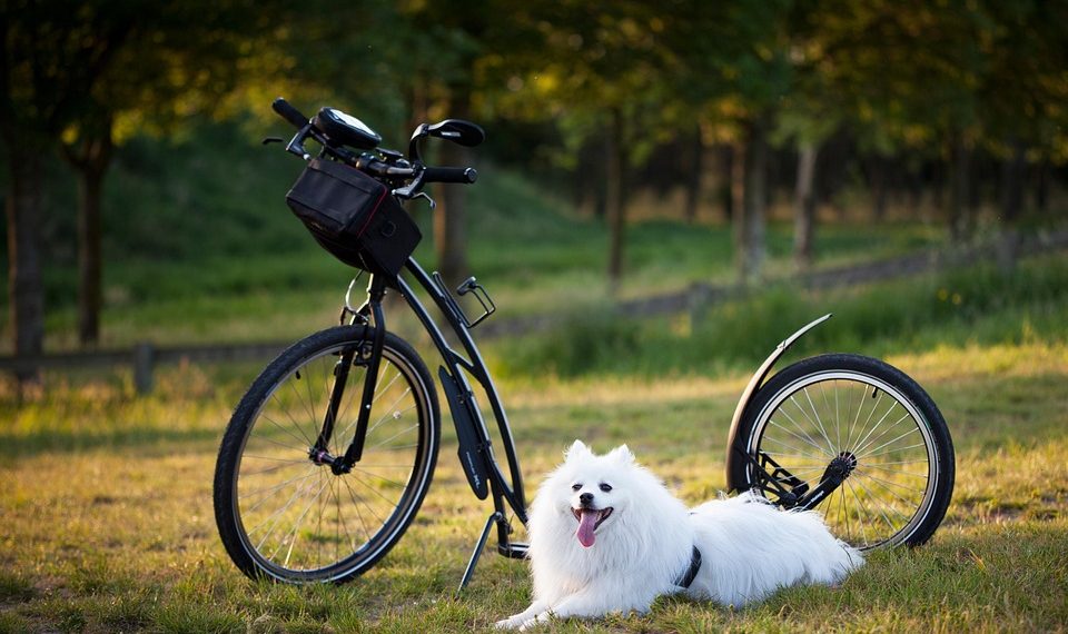 7 Ways Moringa Boosts Your Metabolism Naturally