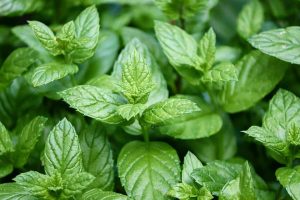 7 Ways Peppermint Tea Eases Your Headaches Fast!