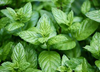 7 Ways Peppermint Tea Eases Your Headaches Fast!