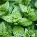 7 Ways Peppermint Tea Eases Your Headaches Fast!