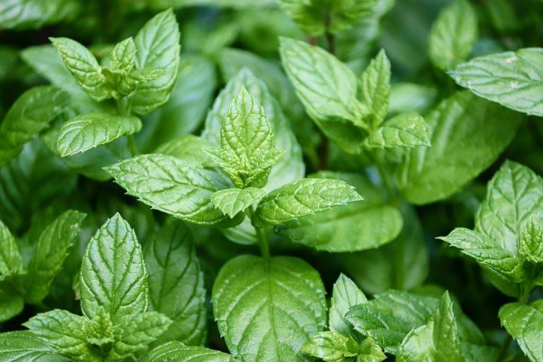 7 Ways Peppermint Tea Eases Your Headaches Fast!