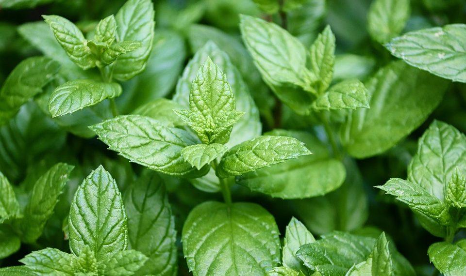 7 Ways Peppermint Tea Eases Your Headaches Fast!