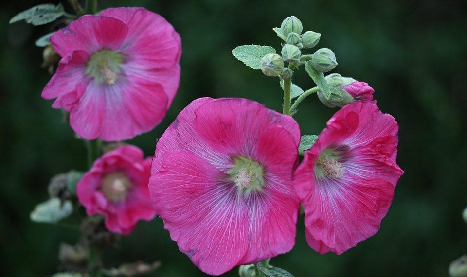 7 Ways Rhodiola Rosea Fights Fatigue Naturally