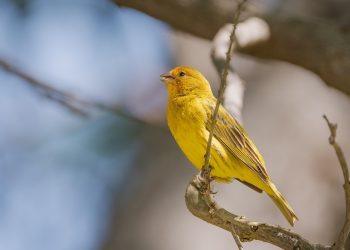 7 Ways Saffron Boosts Your Mood Naturally