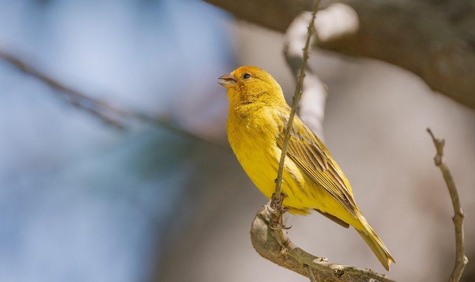 7 Ways Saffron Boosts Your Mood Naturally