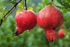 Two ripe pomegranates hanging from a branch after rain.