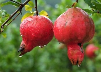 Two ripe pomegranates hanging from a branch after rain.