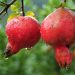 Two ripe pomegranates hanging from a branch after rain.