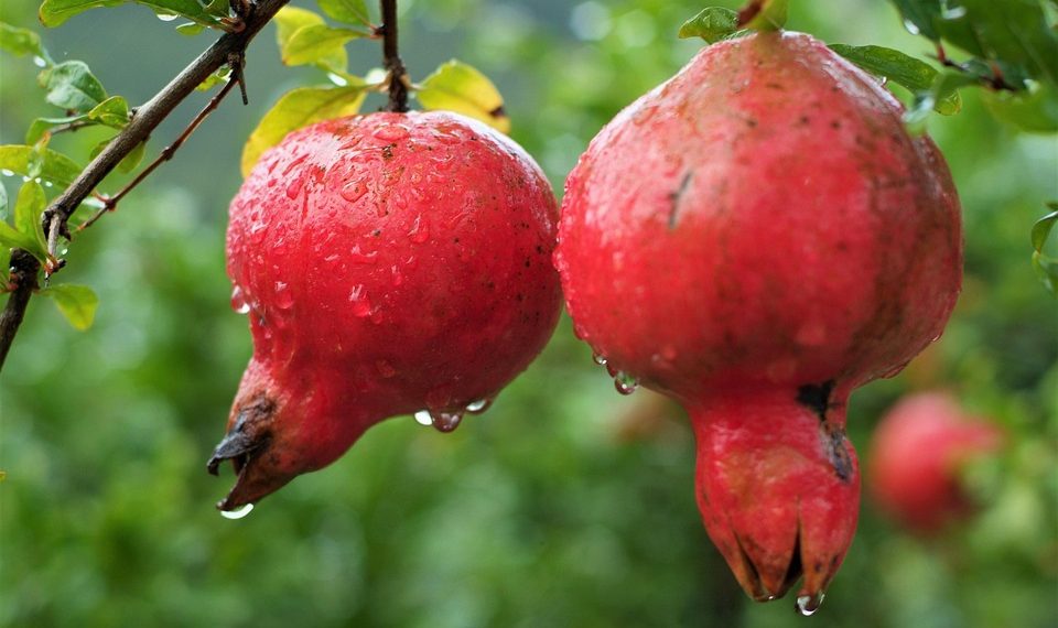 Two ripe pomegranates hanging from a branch after rain.