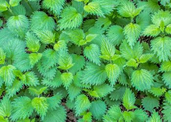 10 Fat-Burning Herbs You Need to Try Today!