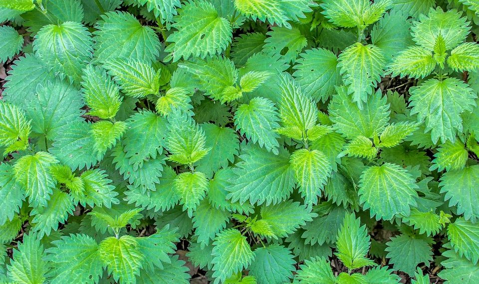 10 Fat-Burning Herbs You Need to Try Today!