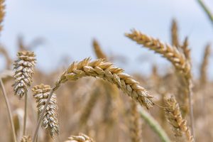 Golden wheat stalks in a sunny field.