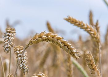 Golden wheat stalks in a sunny field.