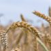 Golden wheat stalks in a sunny field.