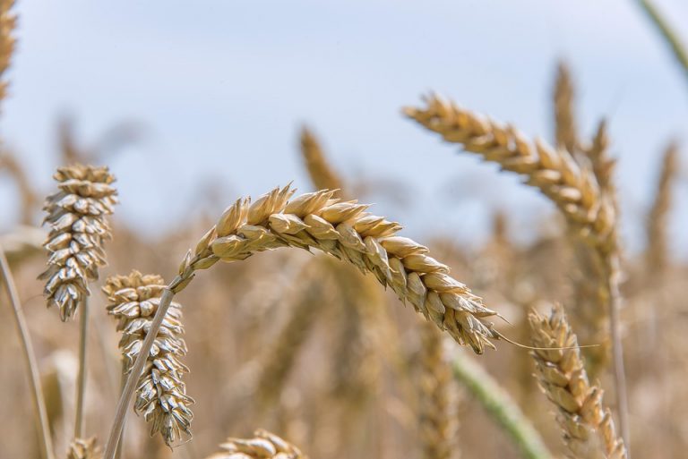 Golden wheat stalks in a sunny field.