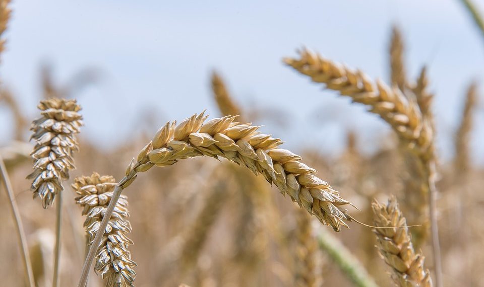 Golden wheat stalks in a sunny field.