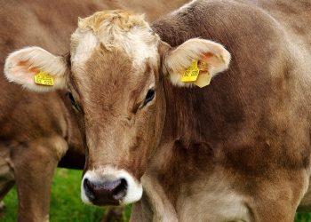 Brown cow with ear tags stands in a grassy field.